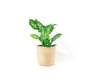 Read more about the article Why you need Indoor Planters to make your spring flower Season a great one