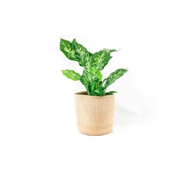 Read more about the article Why you need Indoor Planters to make your spring flower Season a great one